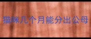 猫咪几个月能分出公母
