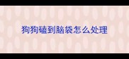 狗狗磕到脑袋怎么处理