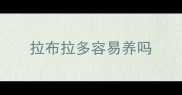 拉布拉多容易养吗