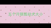 五个月银狐幼犬大小