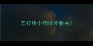 怎样给小狗体外驱虫
