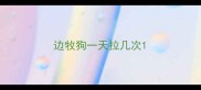 边牧狗一天拉几次