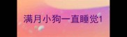 满月小狗一直睡觉
