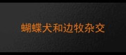 蝴蝶犬和边牧杂交