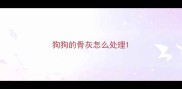 狗狗的骨灰怎么处理