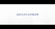 边牧公犬什么时候发情