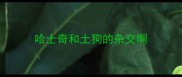 哈士奇和土狗的杂交啊