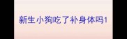 新生小狗吃了补身体吗