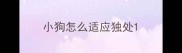 小狗怎么适应独处