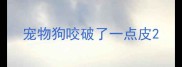宠物狗咬破了一点皮