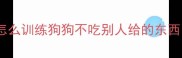 怎么训练狗狗不吃别人给的东西