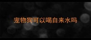 宠物狗可以喝自来水吗
