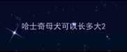 哈士奇母犬可以长多大