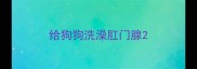 给狗狗洗澡肛门腺