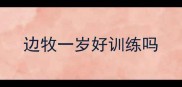 边牧一岁好训练吗