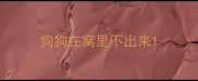 狗狗在窝里不出来