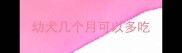 幼犬几个月可以多吃