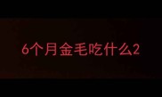 6个月金毛吃什么