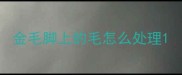 金毛脚上的毛怎么处理