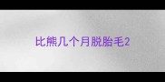 比熊几个月脱胎毛