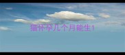 猫怀孕几个月能生
