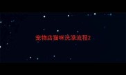 宠物店猫咪洗澡流程