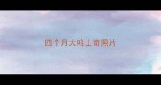 四个月大哈士奇照片