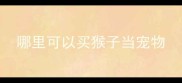 哪里可以买猴子当宠物