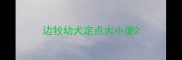 边牧幼犬定点大小便