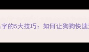 边牧一岁换名字的5大技巧如何让狗狗快速适应新名字