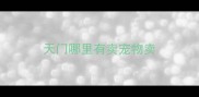 天门哪里有卖宠物卖