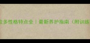 拉布拉多性格特点全最新养护指南附训练技巧