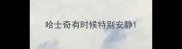 哈士奇有时候特别安静
