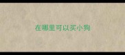 在哪里可以买小狗