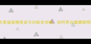 杭州白色泰迪宠物美容与训练全攻略如何养出健康聪明的毛孩