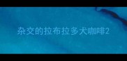 杂交的拉布拉多犬咖啡