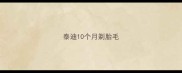 泰迪10个月剃胎毛