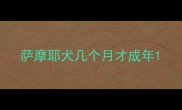 萨摩耶犬几个月才成年