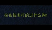 拉布拉多打的过什么狗