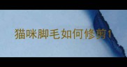 猫咪脚毛如何修剪