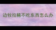 边牧拉稀不吃东西怎么办