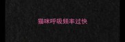猫咪呼吸频率过快