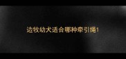 边牧幼犬适合哪种牵引绳
