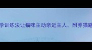 10个科学训练法让猫咪主动亲近主人附养猫避坑指南