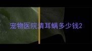宠物医院清耳螨多少钱