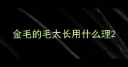 金毛的毛太长用什么理