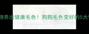 吃对食物养出健康毛色狗狗毛色变好的5大营养方案