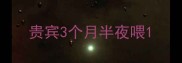 贵宾3个月半夜喂
