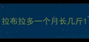 拉布拉多一个月长几斤
