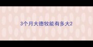 3个月大德牧能有多大